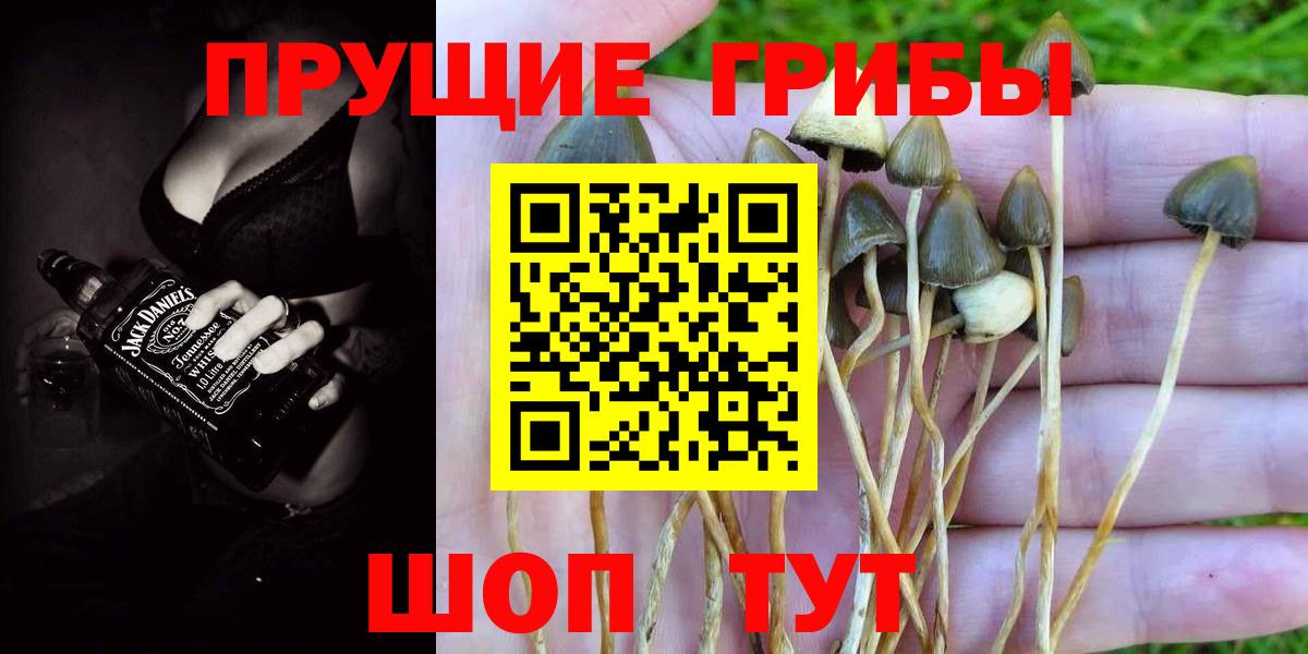 Псилоцибиновые грибы Psilocybe Новочебоксарск